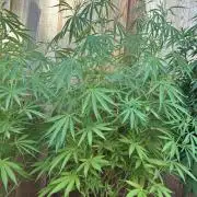Genius Juice x C99 Outdoor Grow