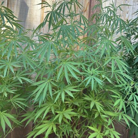 Genius Juice x C99 Outdoor Grow