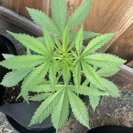 Genius Juice x C99 Outdoor Grow