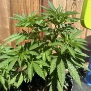 Gorilla Melon Outdoor Grow
