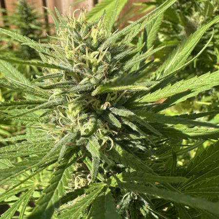 Genius Juice x C99 Outdoor Grow