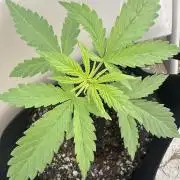 Genius Juice x C99 Outdoor Grow