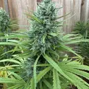 Genius Juice x C99 Outdoor Grow
