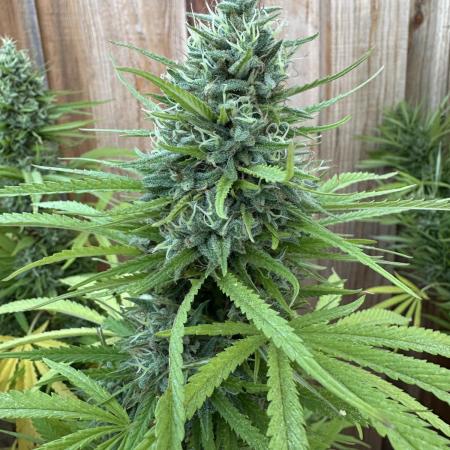 Genius Juice x C99 Outdoor Grow