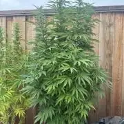Gorilla Melon Outdoor Grow