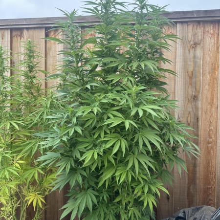 Gorilla Melon Outdoor Grow