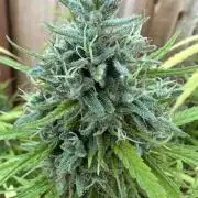 Genius Juice x C99 Outdoor Grow
