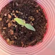 Bubblegum Auto Outdoor