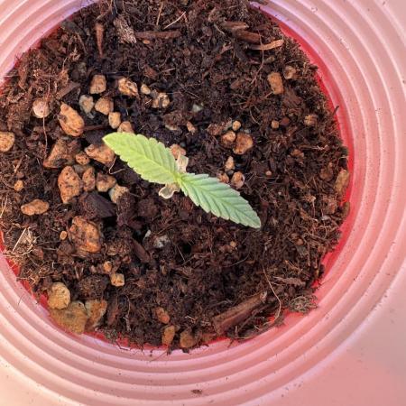 Bubblegum Auto Outdoor