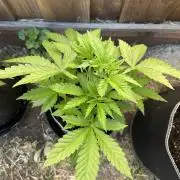 Fast Buds Mix Pack FF Outdoor