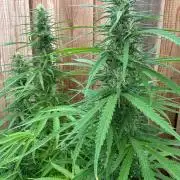 Genius Juice x C99 Outdoor Grow