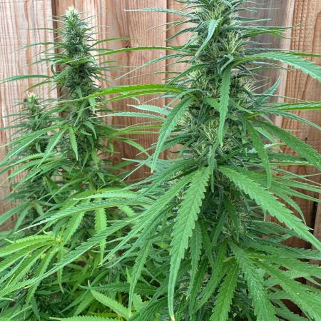 Genius Juice x C99 Outdoor Grow