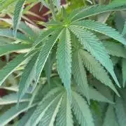 Gorilla Melon Outdoor Grow