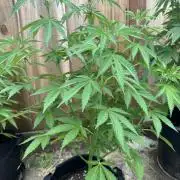 Fast Buds Mix Pack FF Outdoor