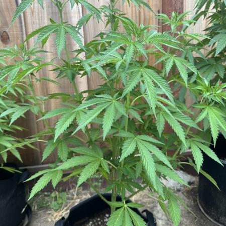 Fast Buds Mix Pack FF Outdoor