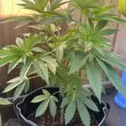 Gorilla Melon Outdoor Grow