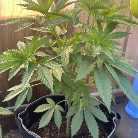 Gorilla Melon Outdoor Grow