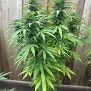 Fast Buds Mix Pack FF Outdoor
