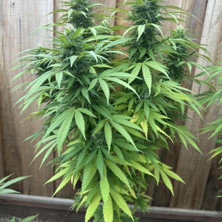 Fast Buds Mix Pack FF Outdoor