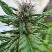 Gorilla Melon Outdoor Grow