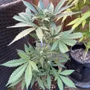 Frostbanger Outdoor
