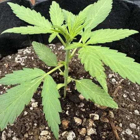Slime Machine Outdoor Grow