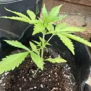 Frostbanger Outdoor