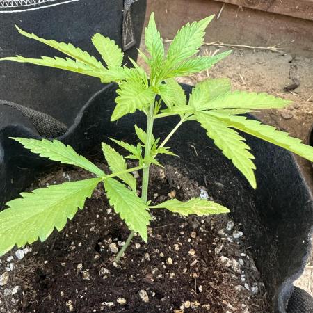 Frostbanger Outdoor