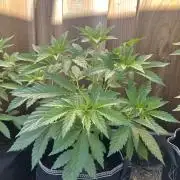 Fast Buds Mix Pack FF Outdoor