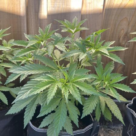 Fast Buds Mix Pack FF Outdoor