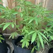 Genius Juice x C99 Outdoor Grow