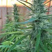 Genius Juice x C99 Outdoor Grow
