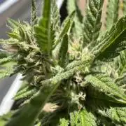 Gorilla Melon Outdoor Grow