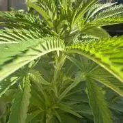 Gorilla Melon Outdoor Grow