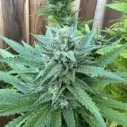 Gorilla Melon Outdoor Grow