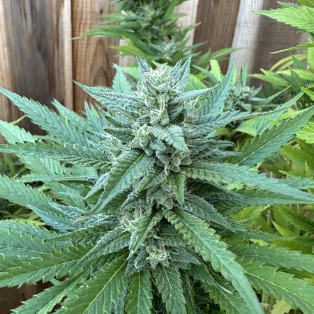 Gorilla Melon Outdoor Grow
