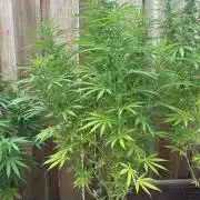 Genius Juice x C99 Outdoor Grow