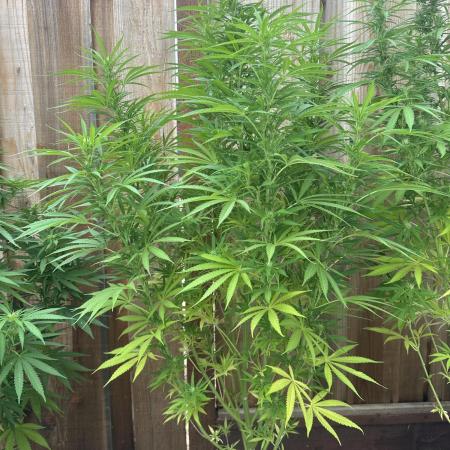 Genius Juice x C99 Outdoor Grow