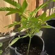 Fast Buds Mix Pack FF Outdoor