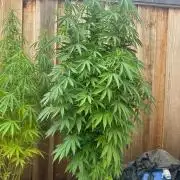 Gorilla Melon Outdoor Grow