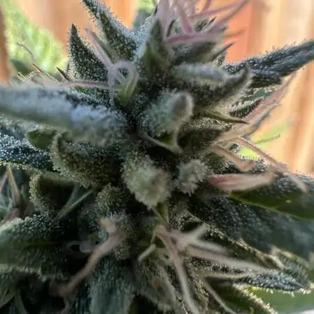 Gorilla Melon Outdoor Grow