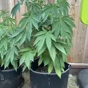 Gorilla Melon Outdoor Grow