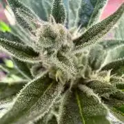 Frostbanger Outdoor