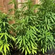 Genius Juice x C99 Outdoor Grow