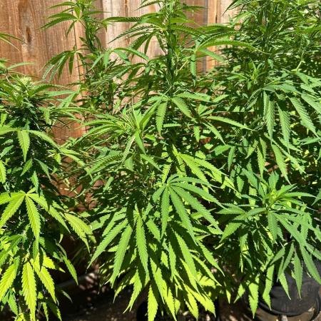 Genius Juice x C99 Outdoor Grow