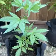 Frostbanger Outdoor