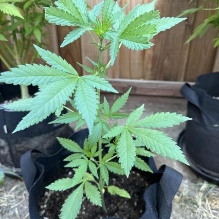 Frostbanger Outdoor