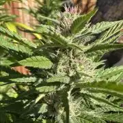 Gorilla Melon Outdoor Grow