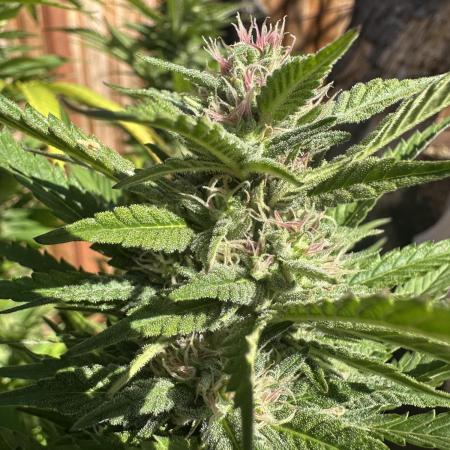 Gorilla Melon Outdoor Grow