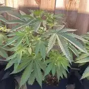 Genius Juice x C99 Outdoor Grow